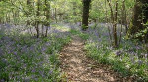Bluebells in Sparrowgrove