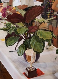 Hort Soc Summer Show 2013 - Best Exhibit in Show - Jenny Walmsley's calathea