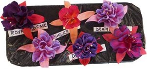 Hort Soc Summer Show 2013 - six fuchsias