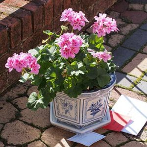 Alan Russell's first-placed Pelargoniums in a Pot