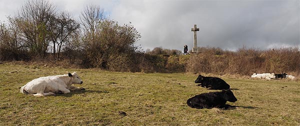 Cattle on Shawford Down Feb 2014