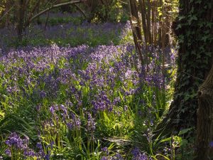 Bluebells in April