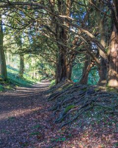 Yew Walk view