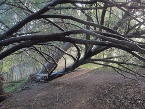 Storm damage Jan 2014