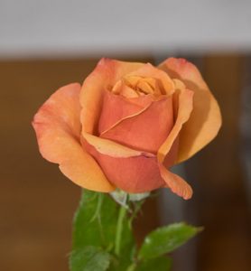 2015 Summer Show - Single Rose