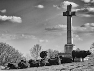 Cattle on Shawford Down