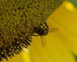 Climate Change Emergency